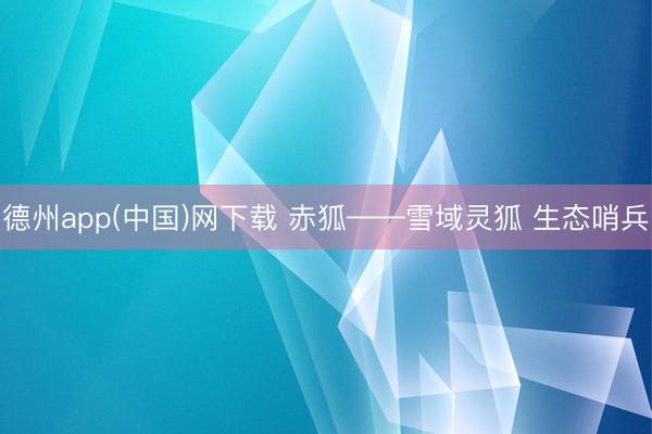 德州app(中国)网下载 赤狐——雪域灵狐 生态哨兵