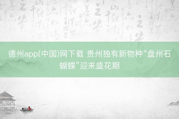 德州app(中国)网下载 贵州独有新物种“盘州石蝴蝶”迎来盛花期